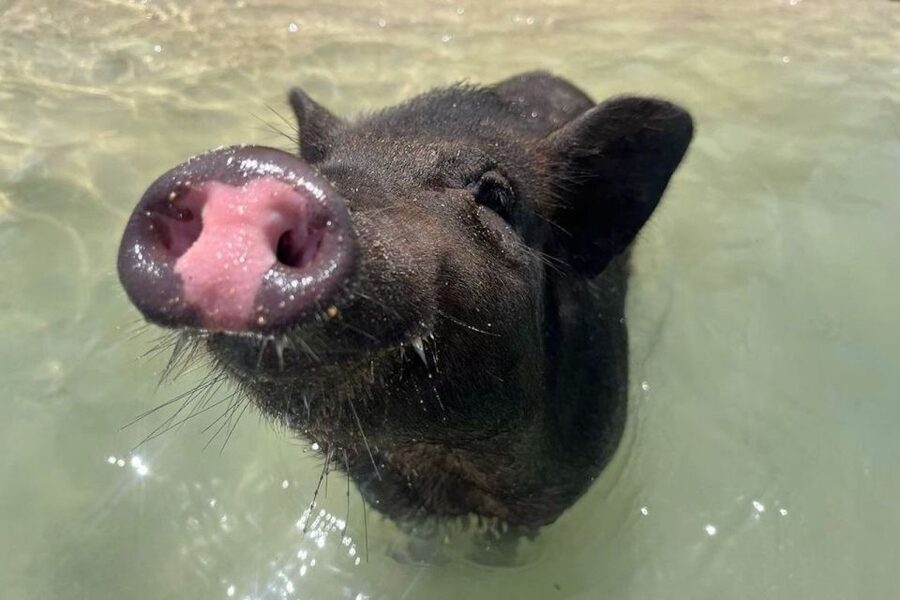 Koh Samui: Private Longtail Boat to Pig Island with Snorkel - The best time to go is early