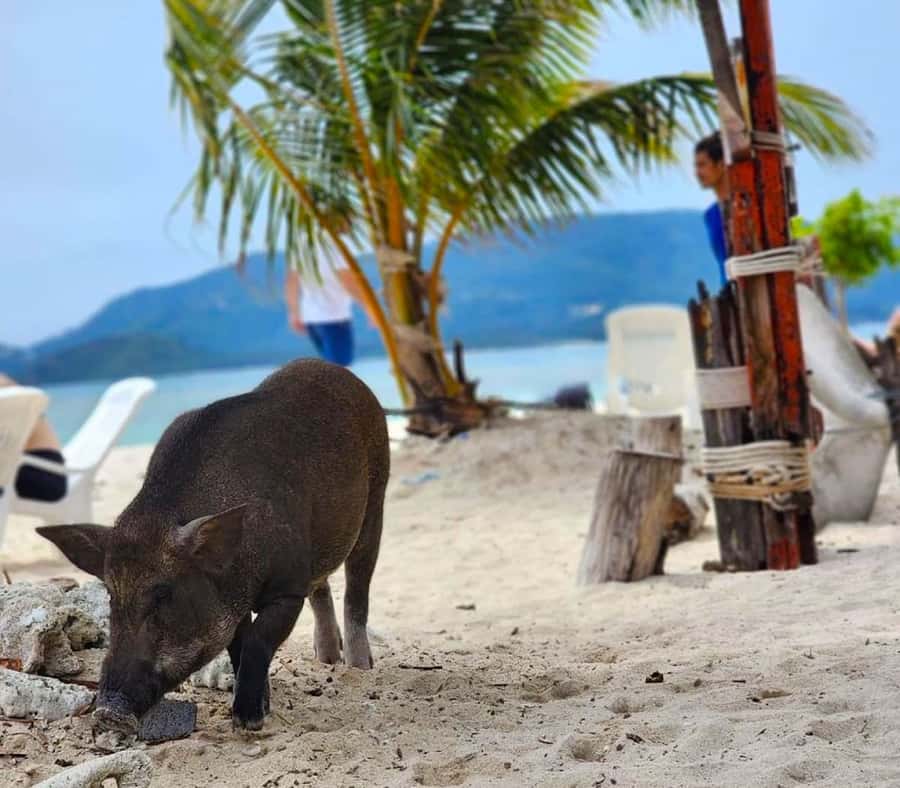 Koh Samui: Private Longtail Boat to Pig Island with Snorkel - Who will enjoy this private outing most