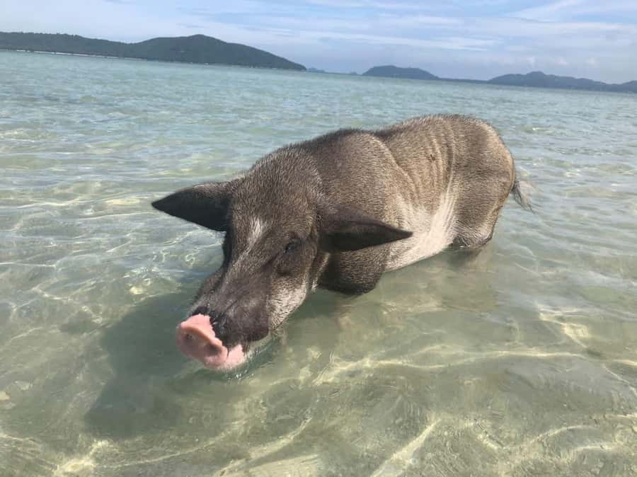 Koh Samui: Sunset Pig Island and Snorkeling Koh Tan w/Dinner - Koh Madsum, where pigs own the beach