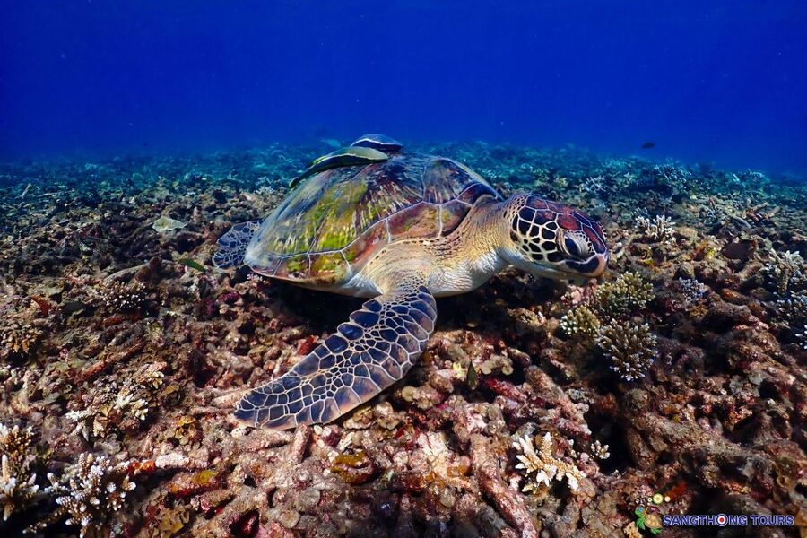 Koh Tao: Islands Snorkeling Highlights Day Tour & Lunch - Is this Koh Tao tour worth booking?