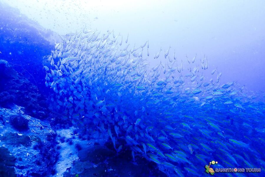Koh Tao: Islands Snorkeling Highlights Day Tour & Lunch - Ao Hin Wong is the stop for coral and schooling fish