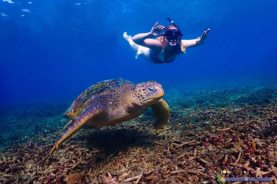 Koh Tao: Islands Snorkeling Highlights Day Tour & Lunch - Shark Bay is the wildlife finale