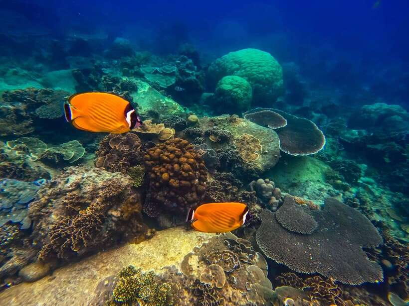 Koh Tao: Koh Nangyuan & Hidden Bays Snorkeling Tour w/ Lunch - Mango Bay and the first onboard meal