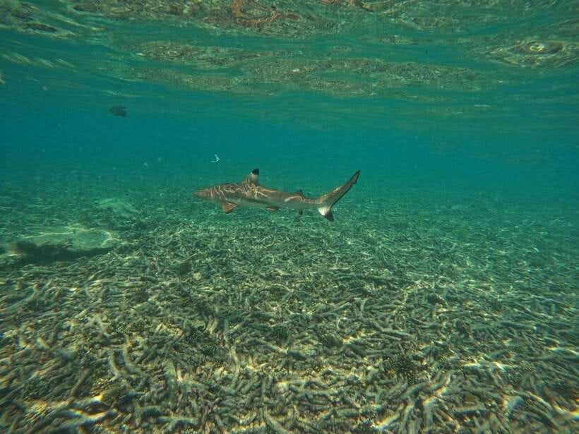 Koh Tao: Koh Nangyuan & Hidden Bays Snorkeling Tour w/ Lunch - Hin Wong Bay, Ao Leuk, and a full afternoon in the water