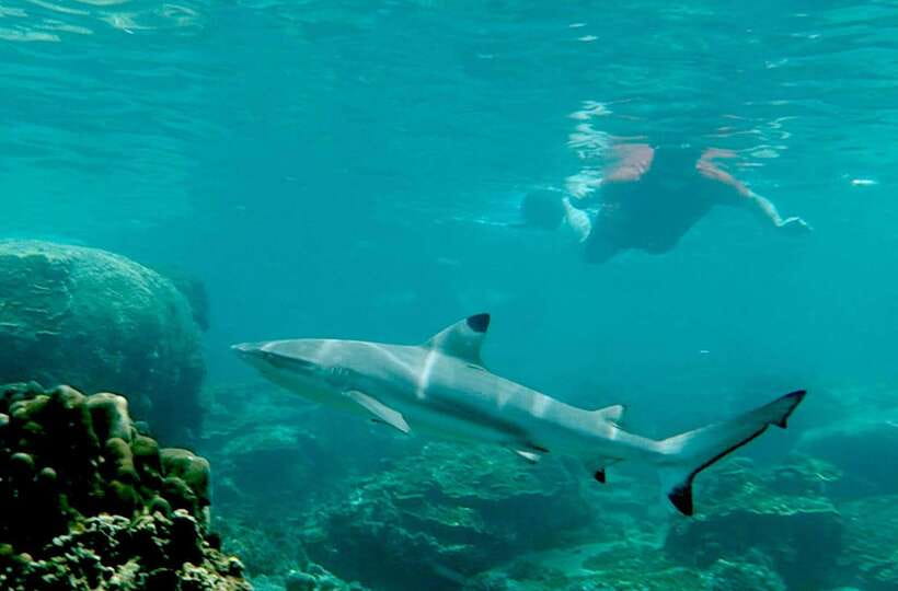 Koh Tao: Premium Snorkel Tour to Koh Nangyuan Bays by Oxygen - Mango Bay and Ao Hin Wong keep the day moving