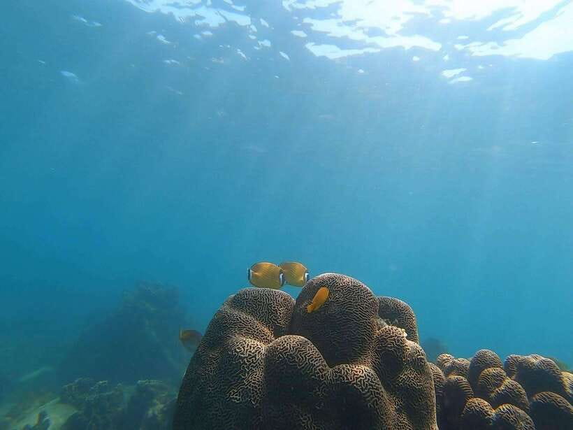 Koh Tao: Premium Snorkel Tour to Koh Nangyuan Bays by Oxygen - Koh Nangyuan gives the morning a strong start