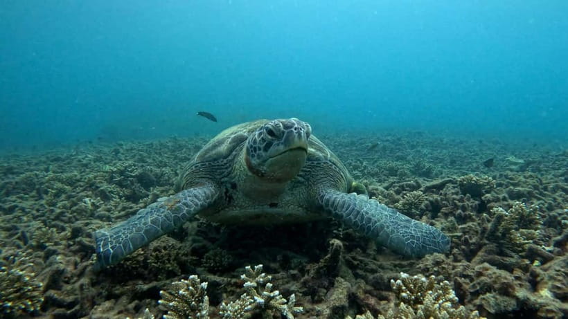 Koh Tao: Snorkeling and Sunset Tour - Koh Tao sunset snorkeling at a glance