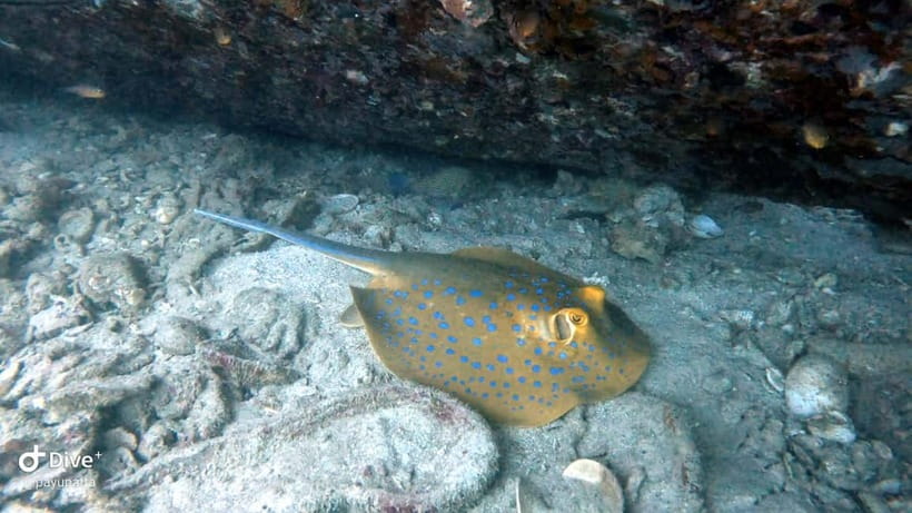 Koh Tao: Snorkeling and Sunset Tour - Why this short Koh Tao trip works