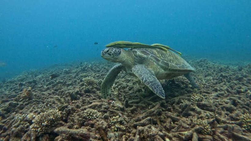 Koh Tao: Snorkeling and Sunset Tour - Two snorkeling stops around Koh Tao
