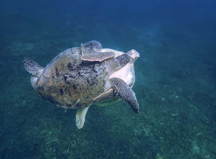 Koh Tao: Snorkeling Trip to Nang Yuan Island & Hidden Bays - Ao Hin Wong and the yellow-striped fish