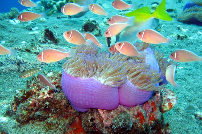 Koh Tao VIP Snorkelling Tour - Key points at a glance