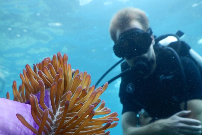 Koh Tao VIP Snorkelling Tour - Why this Koh Tao day trip costs more