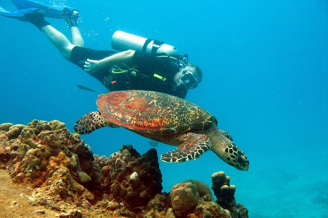 Koh Tao VIP Snorkelling Tour - Lunch, snacks, and time between swims