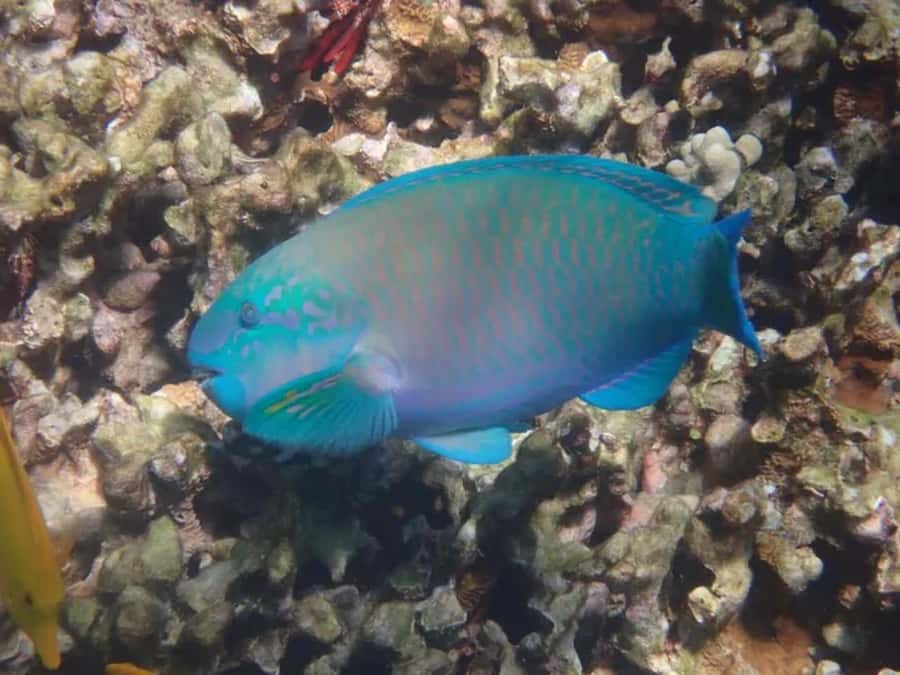 Kona: Captain Cook Snorkel Tour - Key points to know before booking