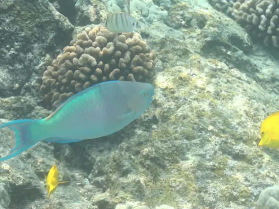 Kona: Captain Cook Snorkel Tour - The 20-minute safety briefing