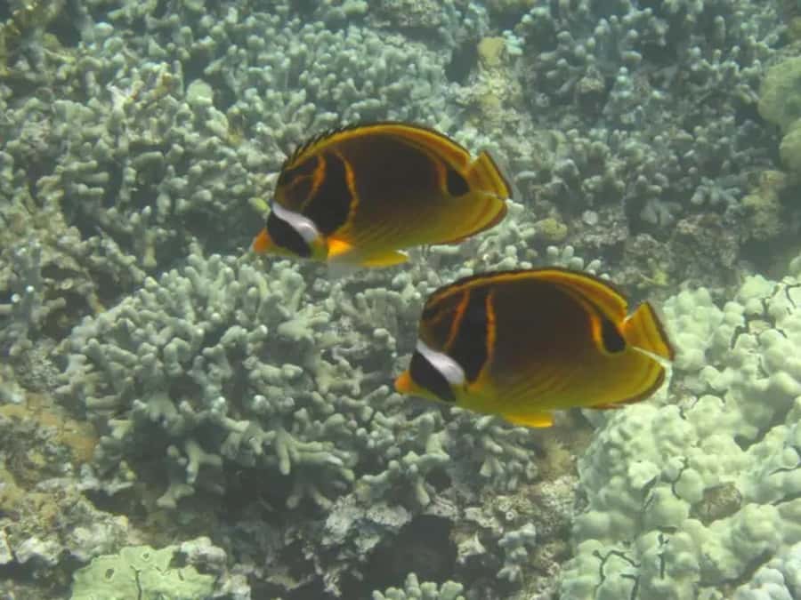 Kona: Captain Cook Snorkel Tour - One hour at the Captain Cook Monument