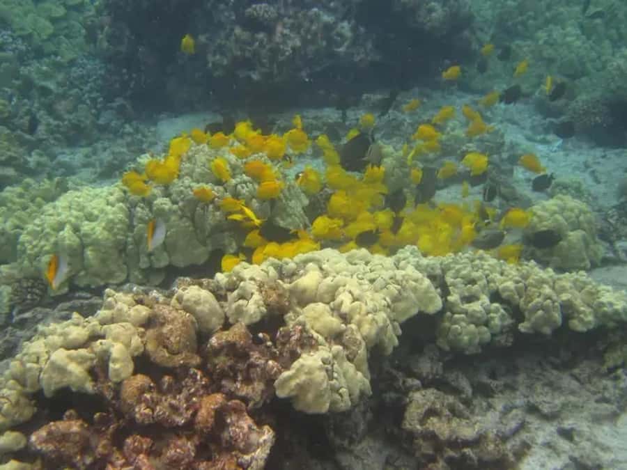 Kona: Captain Cook Snorkel Tour - The return cruise and simple refreshments