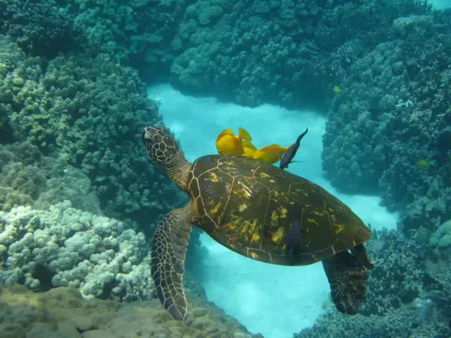 Kona: Captain Cook Snorkel Tour - Checking in at Keauhou Shopping Center