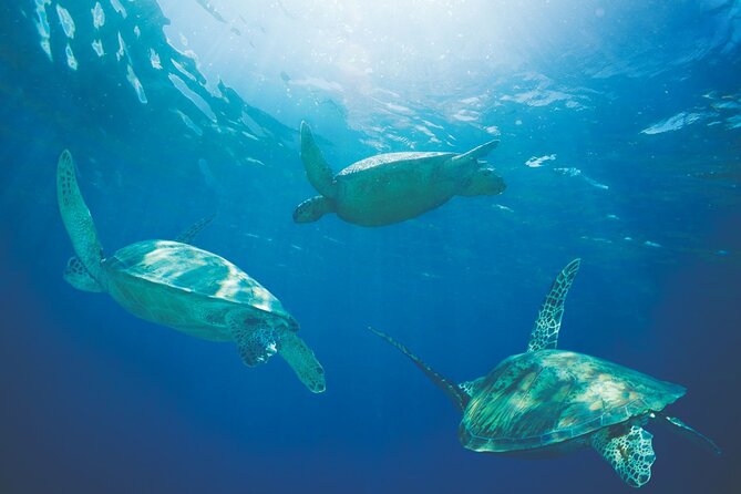 Kona Catamaran Snorkel Sail with Lunch - Snorkeling the reef off Kona