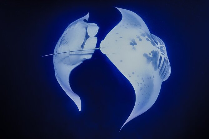Kona Manta Night Snorkel: Swim with Mantas, Small Group (6 max) - Why Kona’s manta snorkel is so unusual