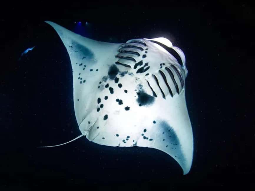 Kona: Manta Ray Night Snorkel Adventure - Why Kona’s night manta encounter is so special