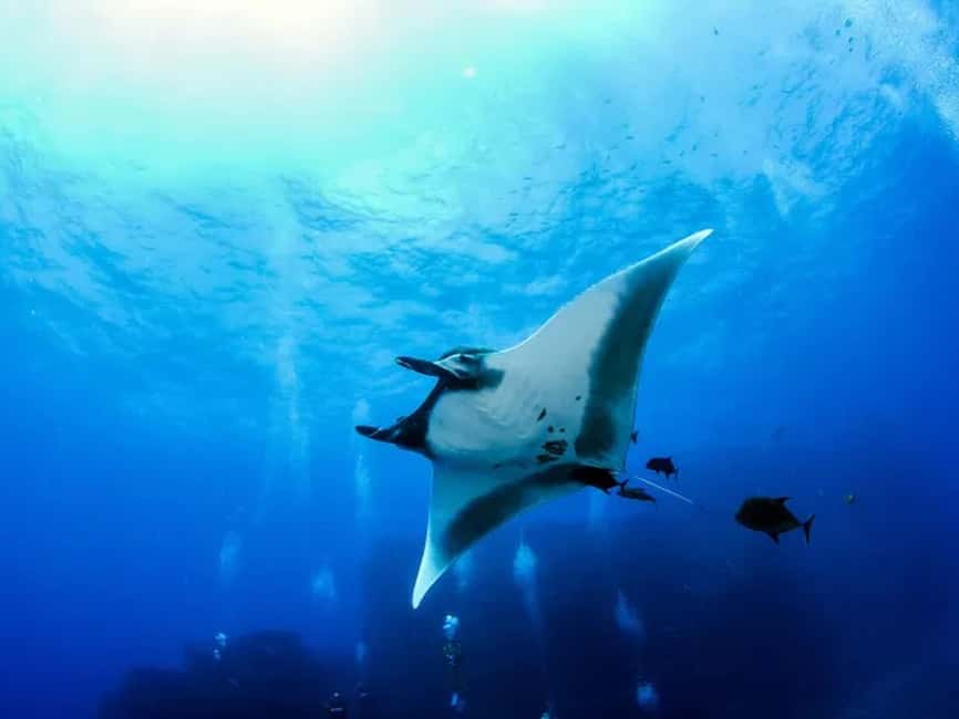 Kona: Manta Ray Night Snorkel Adventure - The 20-minute safety briefing at Keauhou Bay