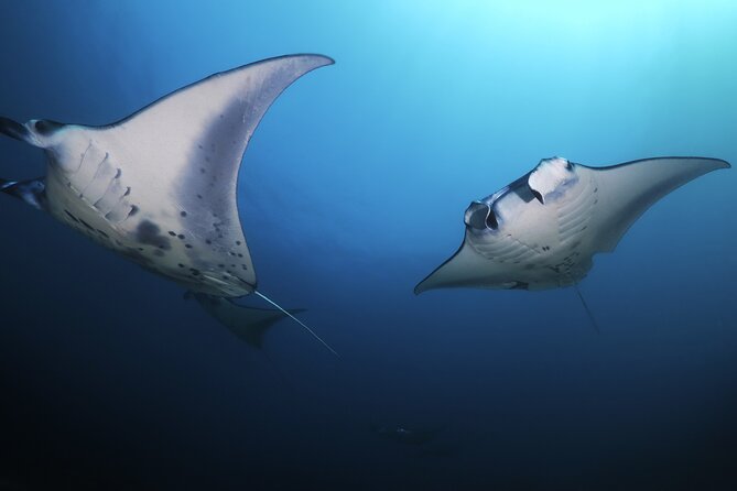 Kona Manta Ray Night Snorkel Adventure! Small Group - Who Should Book This Kona Manta Snorkel?