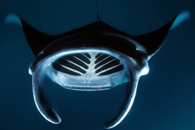 Kona Manta Ray Night Snorkel Adventure! Small Group - Guides, Safety, and the Small-Group Advantage