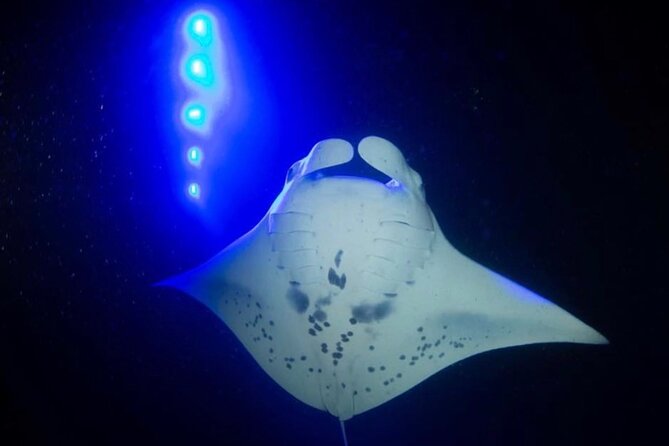 KONA Manta Ray Night Snorkel - FREE re-ride if no Sightings - A small boat and a very short ride