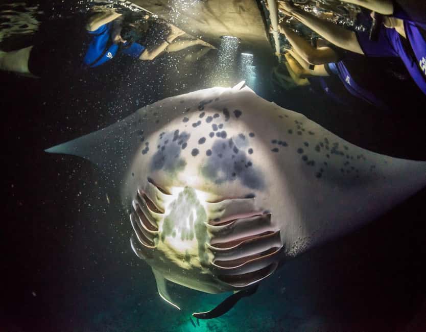 Kona: Manta Ray Snorkel Tour, Guaranteed or Come Again Free - Key details that shape the experience