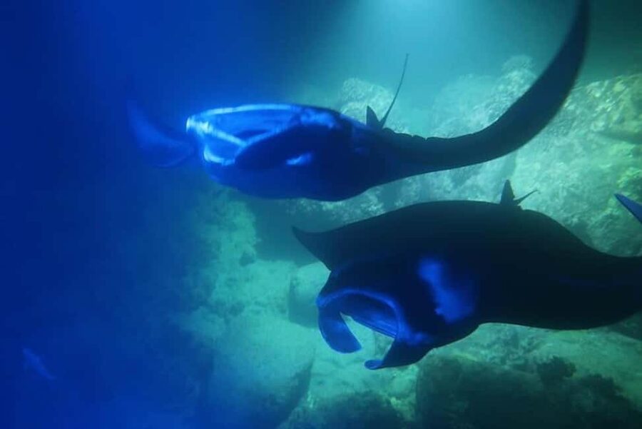 Kona: Manta Ray Snorkel Tour, Guaranteed or Come Again Free - A short ride from the Kona shoreline