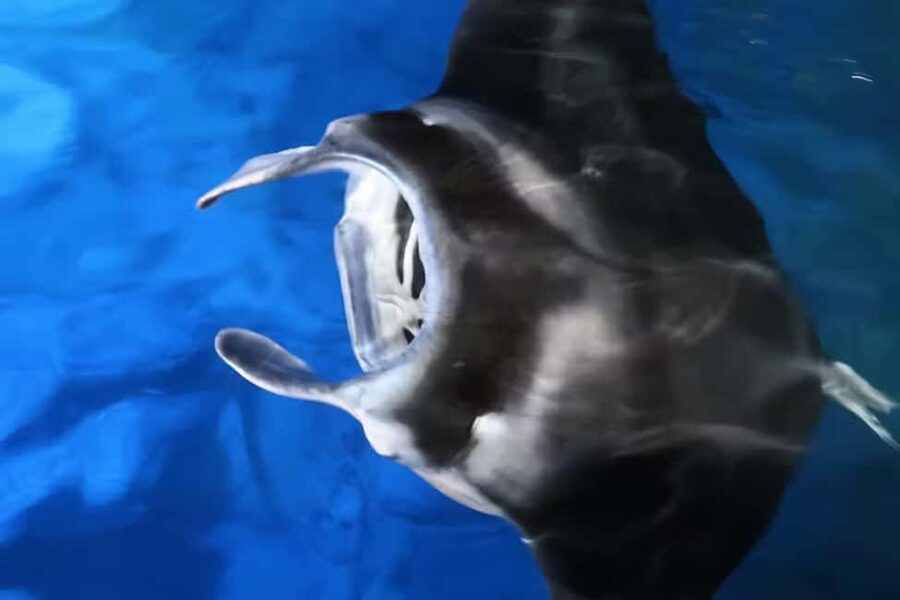 Kona: Manta Ray Snorkel Tour, Guaranteed or Come Again Free - The real value of $95