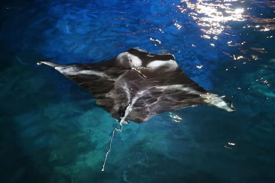 Kona: Manta Ray Snorkel Tour, Guaranteed or Come Again Free - Later departures and the wildlife factor