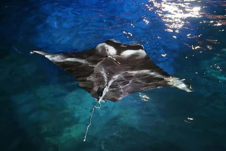 Kona: Manta Ray Snorkel Tour, Guaranteed or Come Again Free - Practical check-in advice