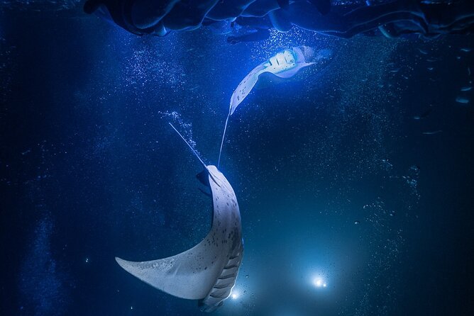 Kona Night Manta Snorkel Tour - A crew that helps calm first-time nerves