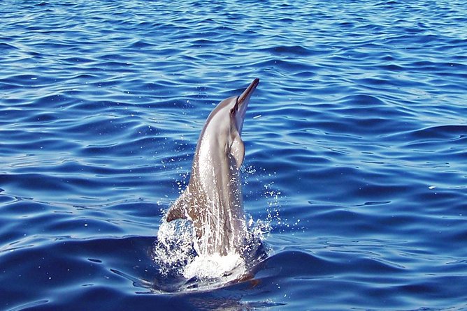 Kona Shore Excursion: Wild Dolphin Reefs Snorkel and Sea Caves - The ride south from Kailua Pier