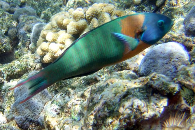 Kona Shore Excursion: Wild Dolphin Reefs Snorkel and Sea Caves - Lunch, snacks, and what $149 buys