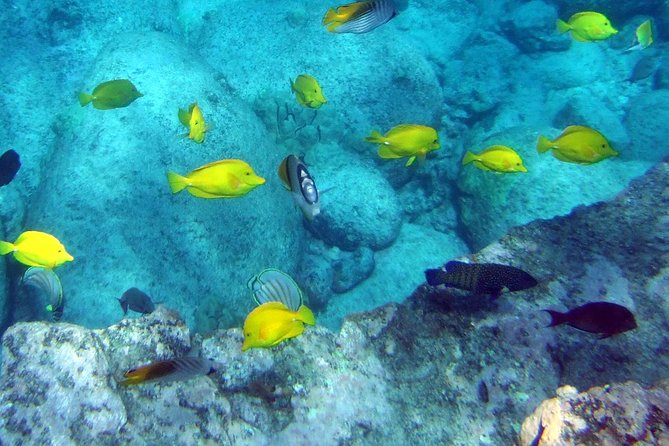 Kona Shore Excursion: Wild Dolphin Reefs Snorkel and Sea Caves - Timing your shore day without stress