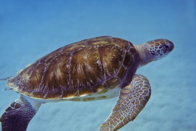 Kona Shore Excursion: Wild Dolphin Reefs Snorkel and Sea Caves - The honest drawbacks