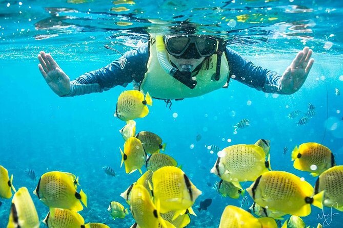 Kona Shore Excursion: Wild Dolphin Reefs Snorkel and Sea Caves - Watching dolphins the responsible way