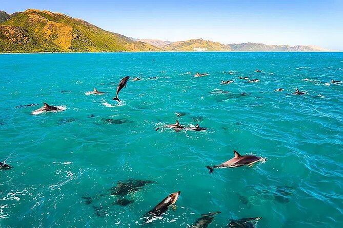 Kona Snorkel Tour: Captain Cook Reef Snorkel, Dolphin & Sea Caves - Why the small Zodiac changes the Kona coastline