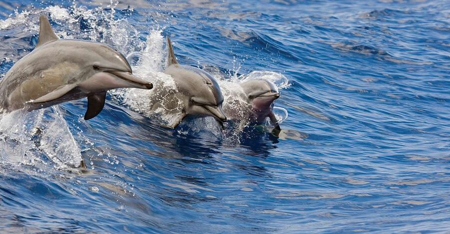 Kona Turtle Snorkel Sail with Lunch and Drinks - Key Points Before You Book