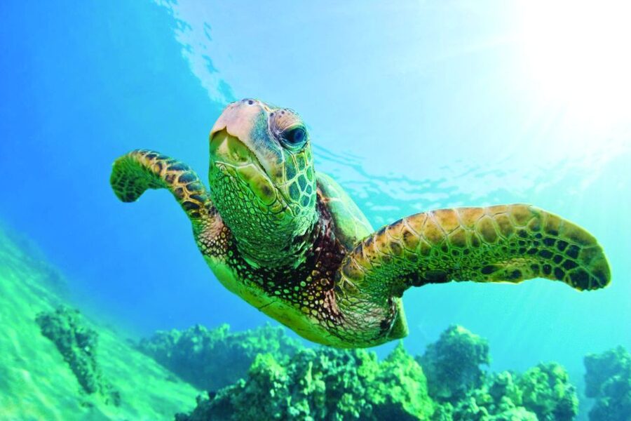 Kona Turtle Snorkel Sail with Lunch and Drinks - Crew Help Makes This a Good First Snorkel