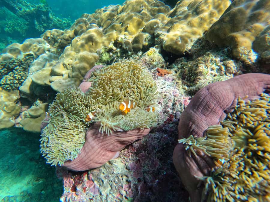 Krabi Aonang: Koh Rok & Koh Haa Snorkelling Day Trip + Lunch - Koh Haa brings the strongest reef appeal