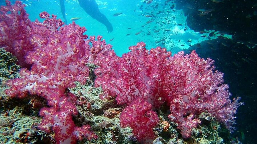 Krabi: Freediving and Snorkeling at Yawasam and Talu Island - Should you book the Yawasam and Talu trip?