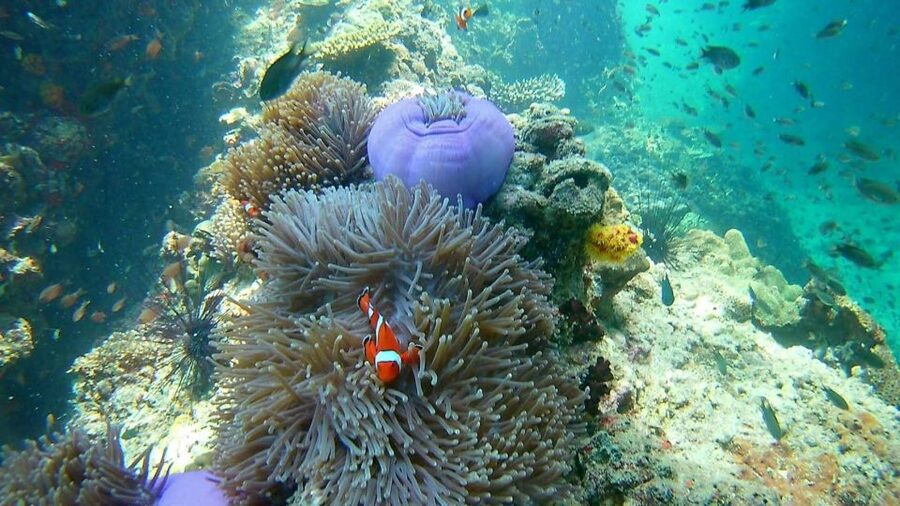 Krabi: Freediving and Snorkeling at Yawasam and Talu Island - Weather, visibility, and guide attention