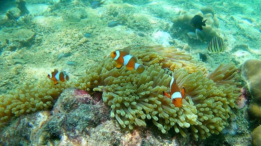 Krabi: Freediving and Snorkeling at Yawasam and Talu Island - Who should book this boat trip?