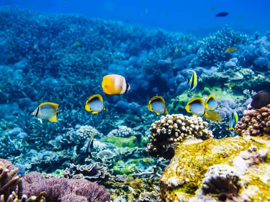 Krabi: Private 4 Islands Snorkeling Tour with Long-Tail Boat - Key points at a glance