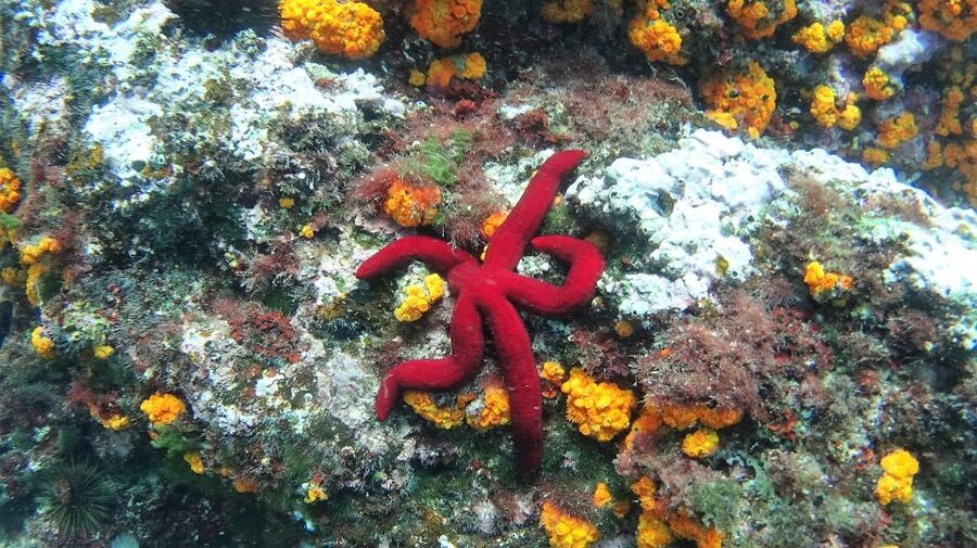 La Herradura: Cerro Gordo Natural Park Kayak & Snorkel Tour - Why La Herradura is such a good kayaking base