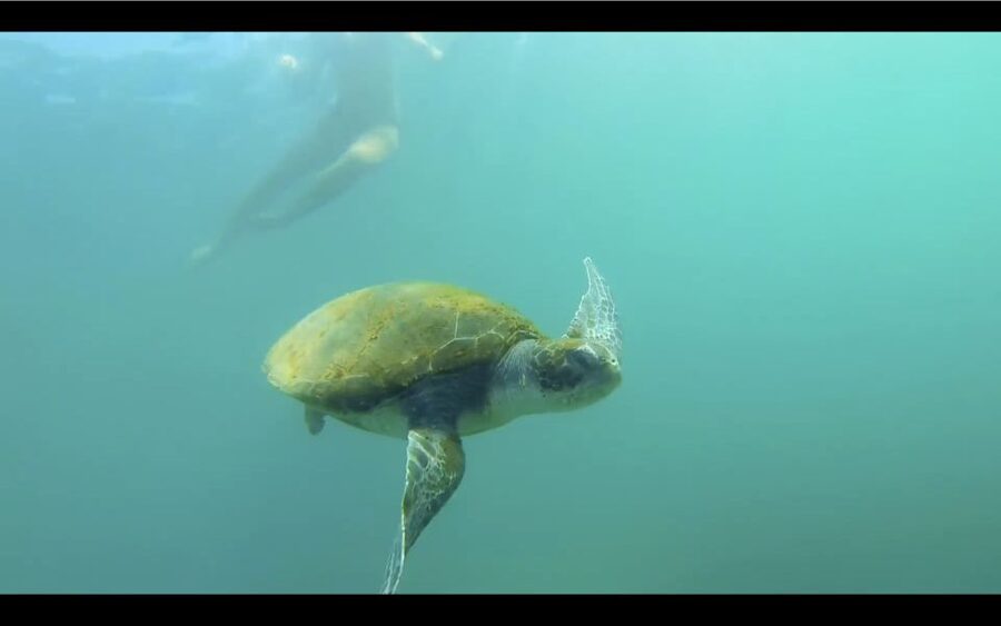 La Jolla: 2.5-Hour Kayak and Snorkel Tour - Key things to know before you paddle out